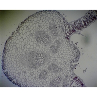 Helianthus T.s. Leaf (b.8-314) Helianthus T.s. Leaf (b.8-314)