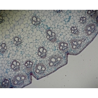 Monocot And Dicot Stem.t.s. (b.8-525) Monocot And Dicot Stem.t.s. (b.8-525)