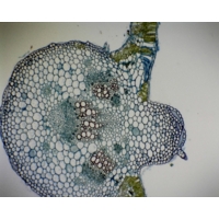Monocot And Dicot Leaf T.s. Monocot And Dicot Leaf T.s.