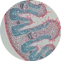 C3 And C4 Leaf Ts Comparative Microslide C3 And C4 Leaf Ts Comparative Microslide