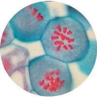 Lilium Regale Antherst.s. Metaphase Lilium Regale Antherst.s. Metaphase