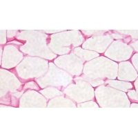 Adipose Tissue Section (h.2-2) Adipose Tissue Section (h.2-2)