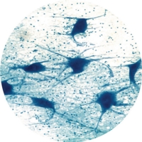 Peripheral Nerve L.s General Structure Peripheral Nerve L.s General Structure