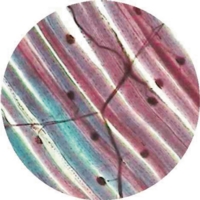 Pacinian Corpuscle V.s. Human Skin Pacinian Corpuscle V.s. Human Skin