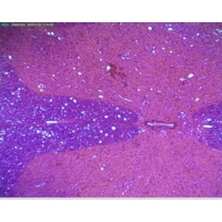 Spinal Cord T.s. (h.4-14) Spinal Cord T.s. (h.4-14)