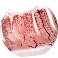 Small Intestine T.s. Injected To Show Small Intestine T.s. Injected To Show