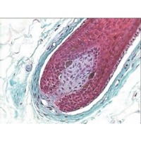 Human Skin For Elastic Fibres And Human Skin For Elastic Fibres And
