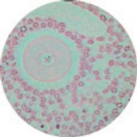 Mammal Ovary V.s. Thin Section Mammal Ovary V.s. Thin Section