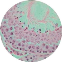 Testis Rat T.s.spermatogenesis (h.10- Testis Rat T.s.spermatogenesis (h.10-