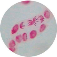 Mitosis Allium Root Tip Quadruple Stain