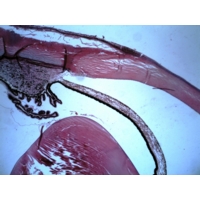 Eye Of Mammal Eye Of Mammal