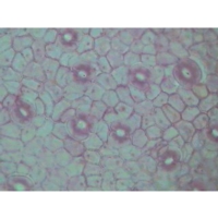Plant Structure 1 Angiosperms Microslide Plant Structure 1 Angiosperms Microslide