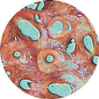 Histology 1 Microslide Set. Histology 1 Microslide Set.