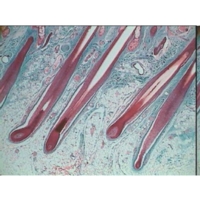 Human Anatomy Set 1 Human Anatomy Set 1