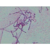 Prokaryotes Microslide Set. Prokaryotes Microslide Set.