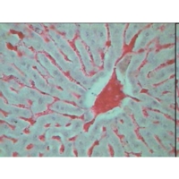 Histology 2 Microslide Set. Histology 2 Microslide Set.
