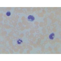 Cells Tissues And Organs Cells Tissues And Organs