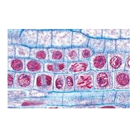 Genetics Reproduction And Embryology Genetics Reproduction And Embryology