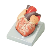 Economy Heart Model 2 Part Economy Heart Model 2 Part