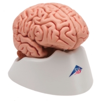 Human Brain 5 Part Human Brain 5 Part