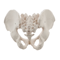 Male Pelvis Model