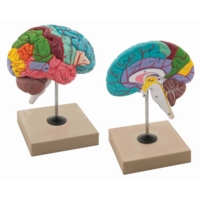 Functioning of Brain Model