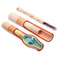 Anatomy of Artery Vein and Capillary Anatomy of Artery Vein and Capillary