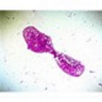 Bacterial Slide Set Bacterial Slide Set