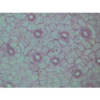 Key Stage 3 General Slide Set