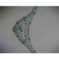 Monocot Plant Slide Set Monocot Plant Slide Set