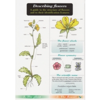 Describing Flowers Chart Describing Flowers Chart