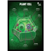 Plant Cells Poster Plant Cells Poster
