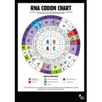 Rna Codon Poster Rna Codon Poster