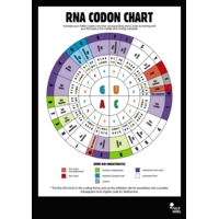 Rna Codon Poster