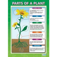 Plants Posters A1